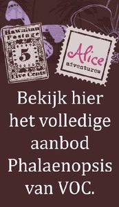 Aanbod VOC Alice Phalaenopsis