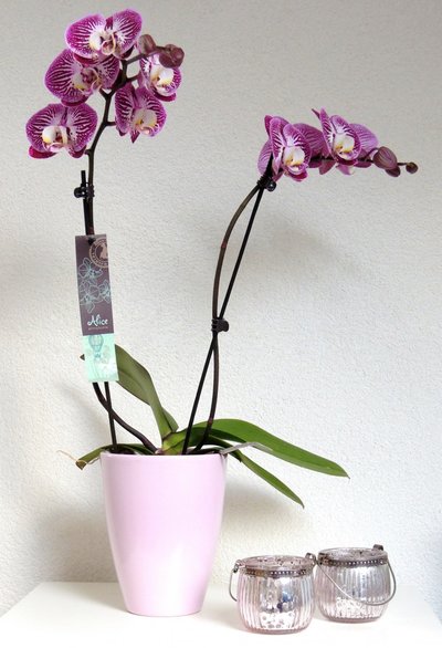 Alice Adventures Phalaenopsis Orchid