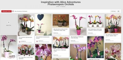 Alice Adventures orchideeën