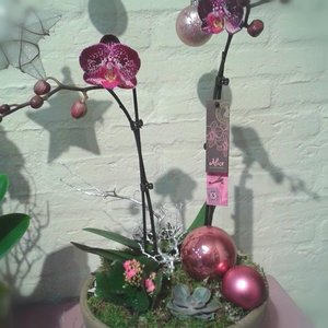 Alice Shop - Alice Adventures orchidee