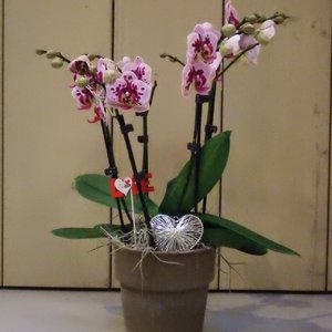Alice Adventures Valentijn orchidee