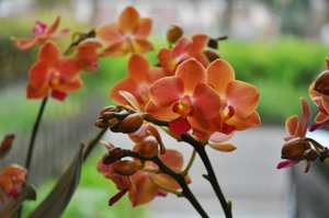 Oranje orchidee Alice Adventures